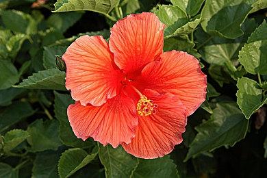 《GTA6》上架Xbox商店：可添加至愿望单 明年5月发售